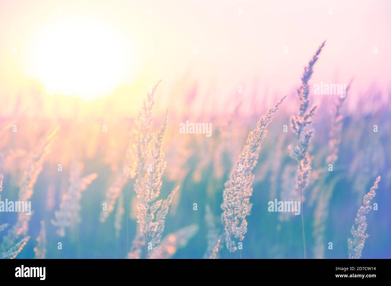 Vue ensoleillée sur les herbes illuminées par la lumière dorée chaude du soleil couchant. Banque D'Images