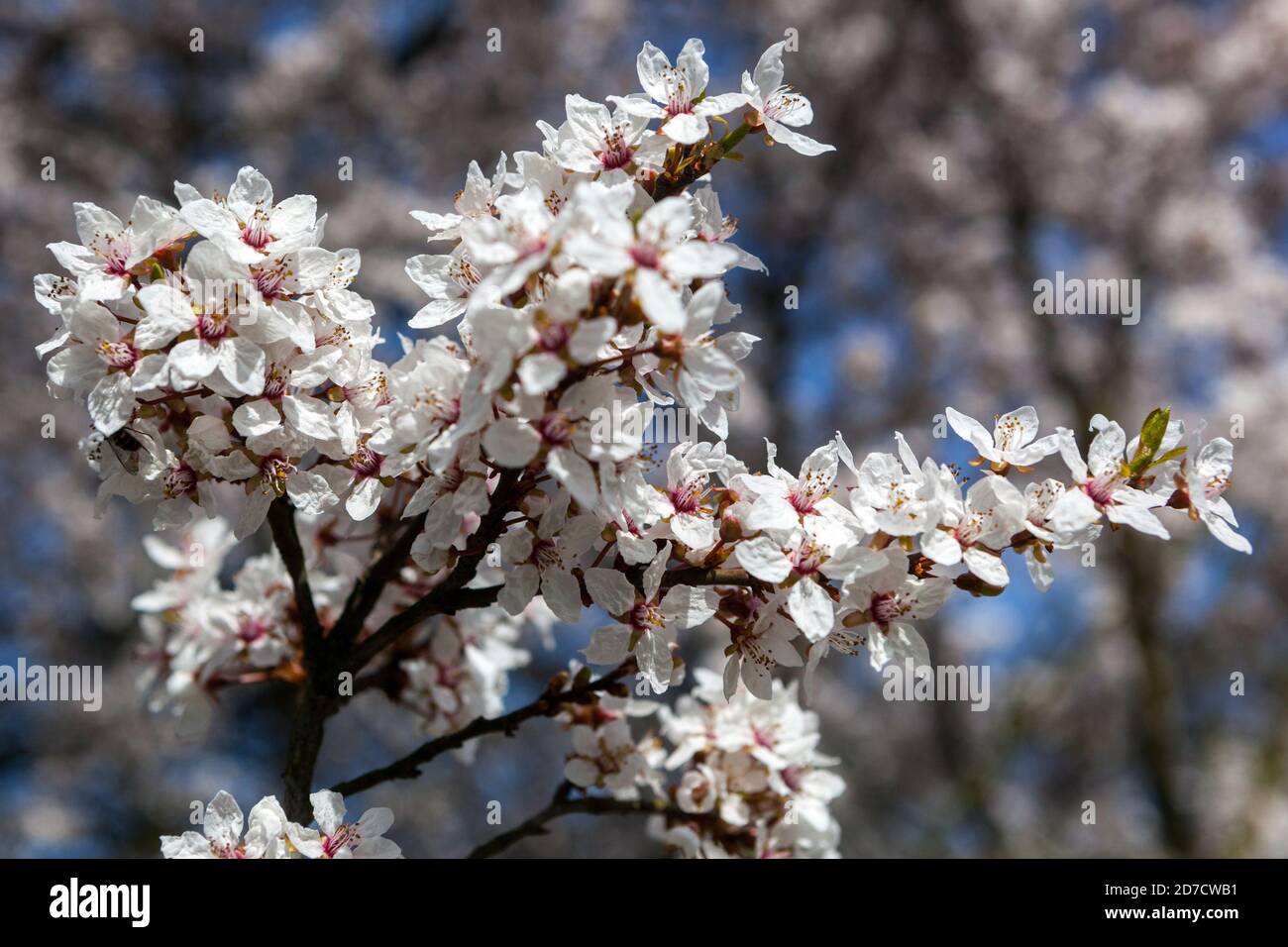 Fleur sur l'arbre Prunus Hessei Banque D'Images