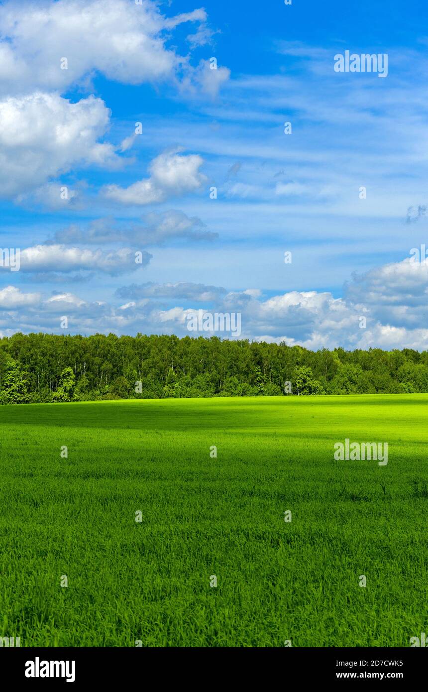 Paysage rural ensoleillé de printemps ou d'été avec champ vert et Forêt mixte de conifères et de feuillus sur un fond.ciel bleu avec de beaux nuages Banque D'Images
