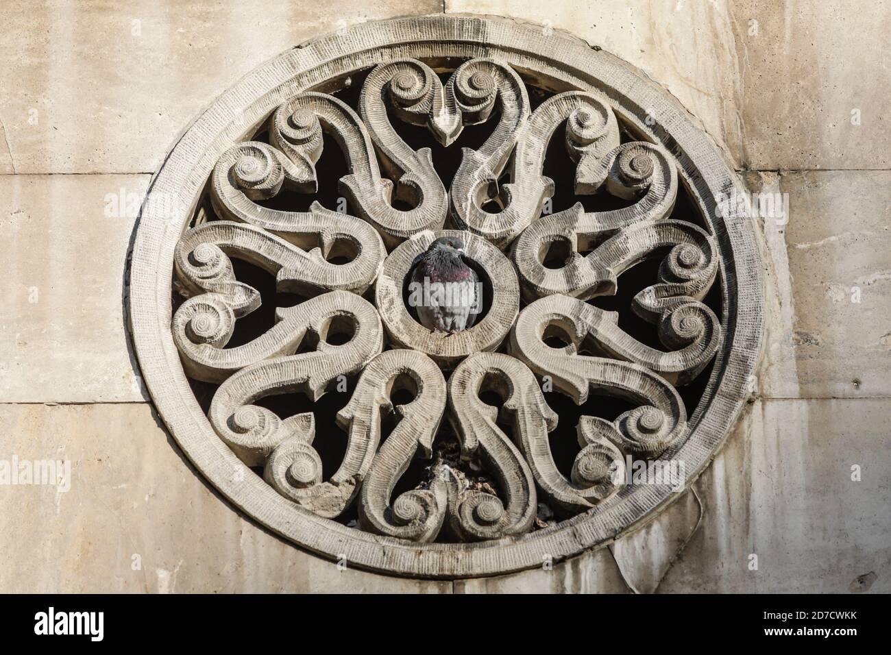 Pigeon assis au milieu d'un ornement circulaire à l'extérieur d'un bâtiment. Banque D'Images
