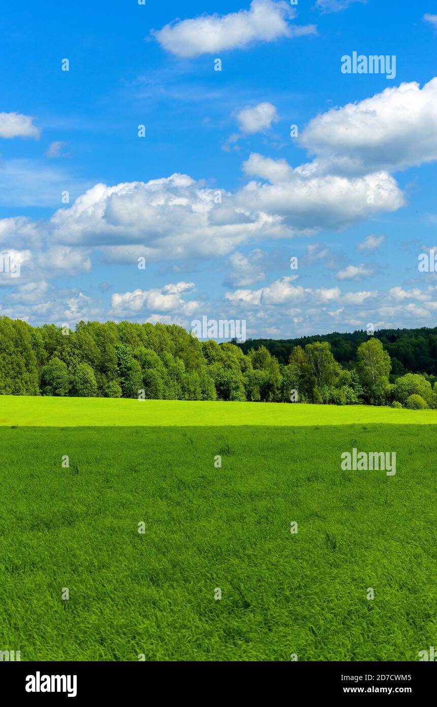 Paysage rural ensoleillé de printemps ou d'été avec champ vert et Forêt mixte de conifères et de feuillus sur un fond.ciel bleu avec de beaux nuages Banque D'Images