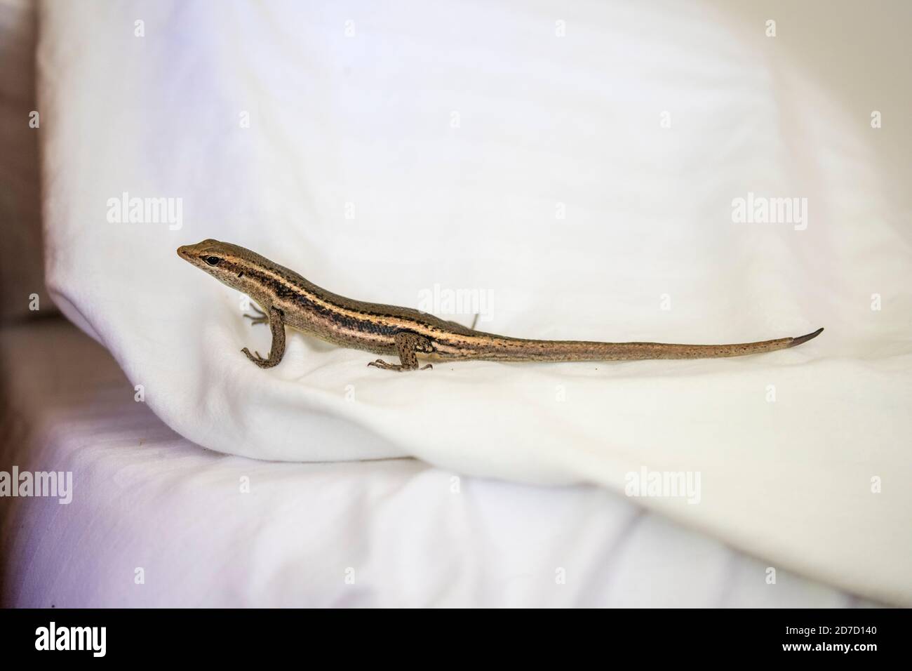Scinque des Seychelles; Trachylepis seychellensis; Seychelles; Banque D'Images