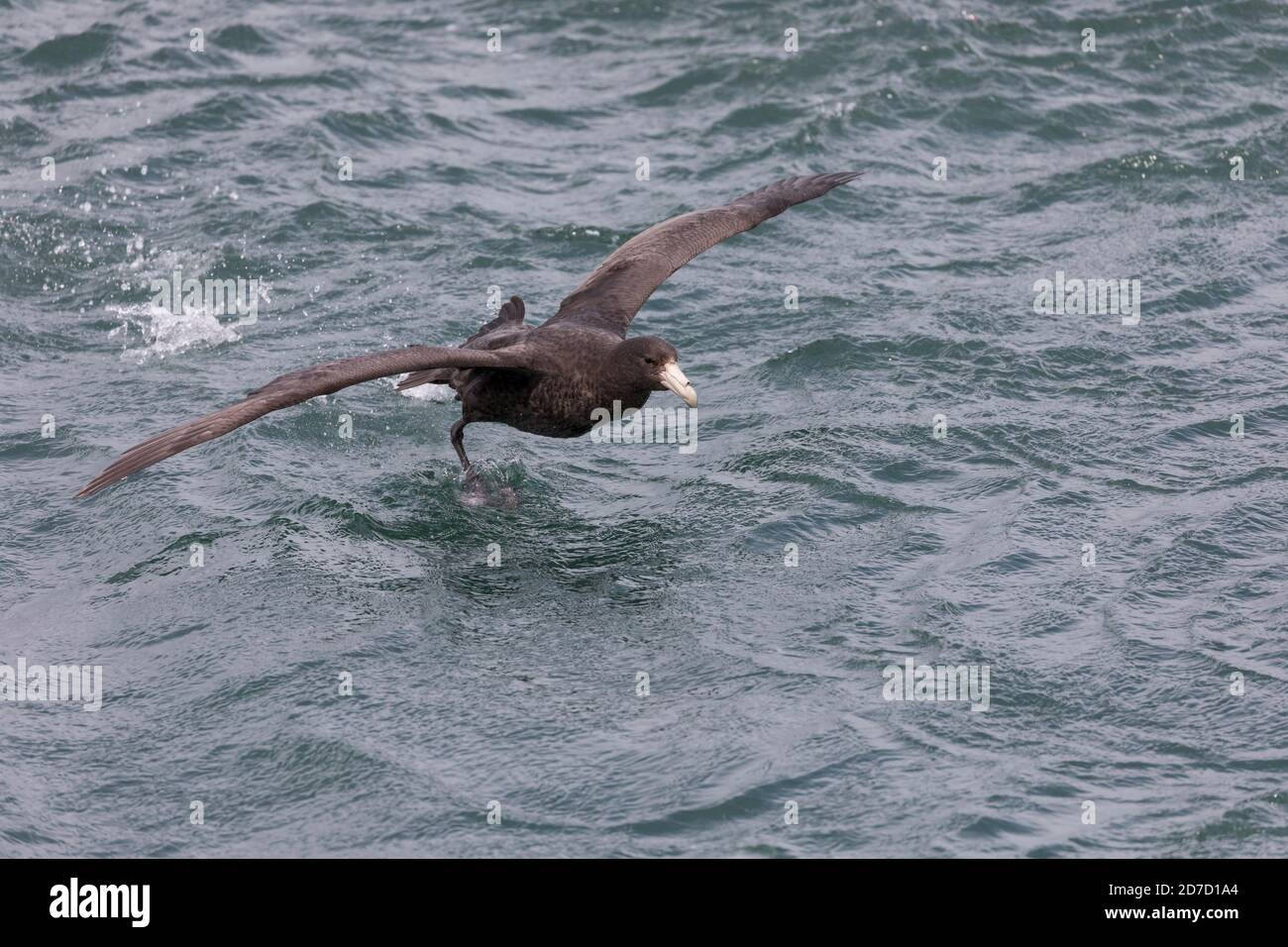 Pétrel géant du sud; Macronectes giganteus; Falklands Banque D'Images