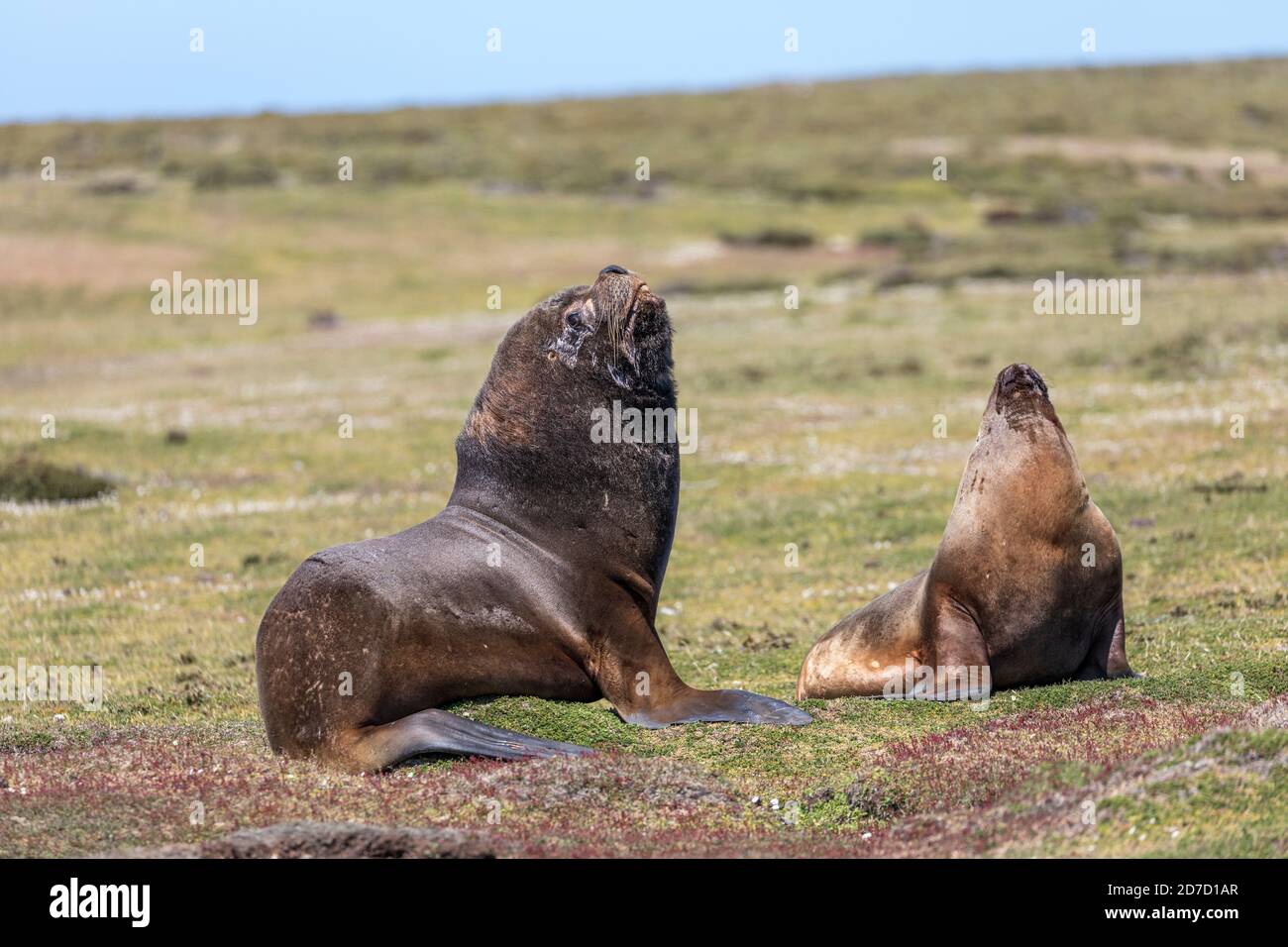 Lion de mer du Sud; Otaria flavescens; paire; Falklands Banque D'Images