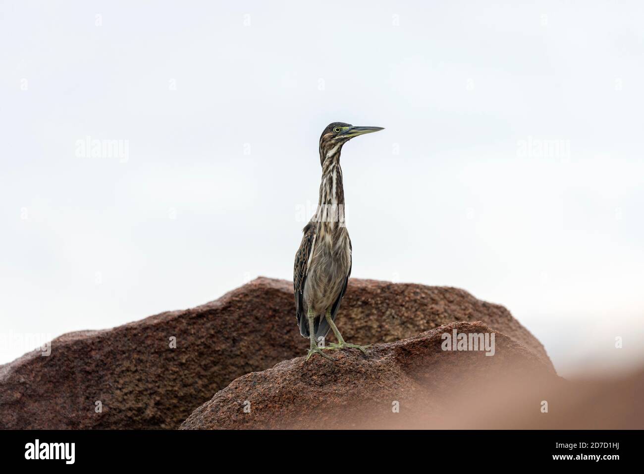 Heron strié; Butorides striata; Seychelles Banque D'Images