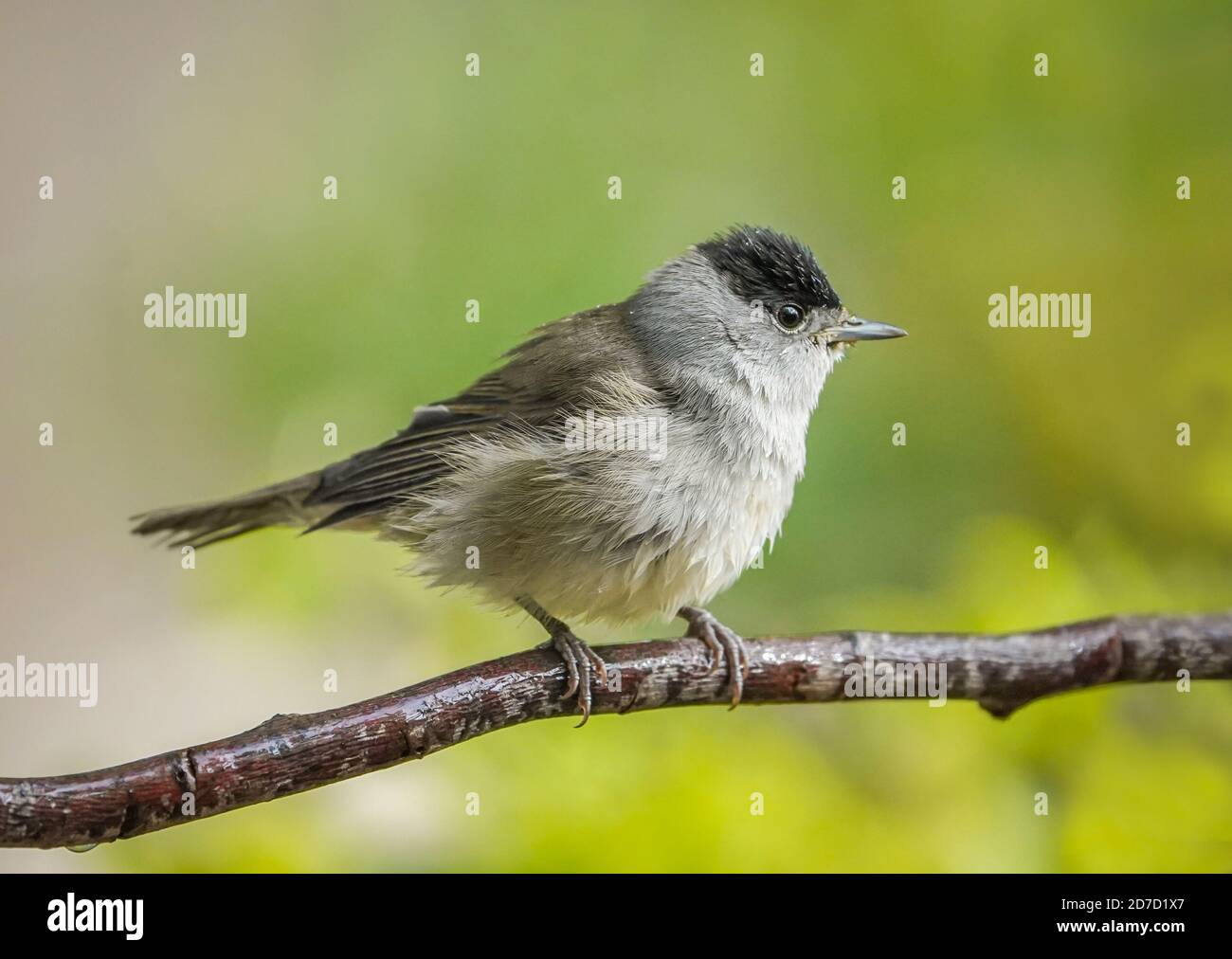 Chapeau noir eurasien mâle, (Sylvia atricapilla) dans le jardin, Espagne. Banque D'Images