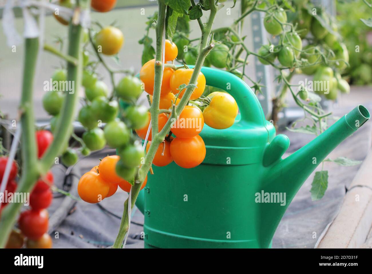 Petits pains de tomates rouges et jaunes suspendus dans une serre . Banque D'Images