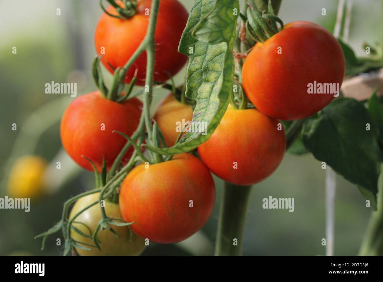 Petits pains de tomates rouges et jaunes suspendus dans une serre . Banque D'Images