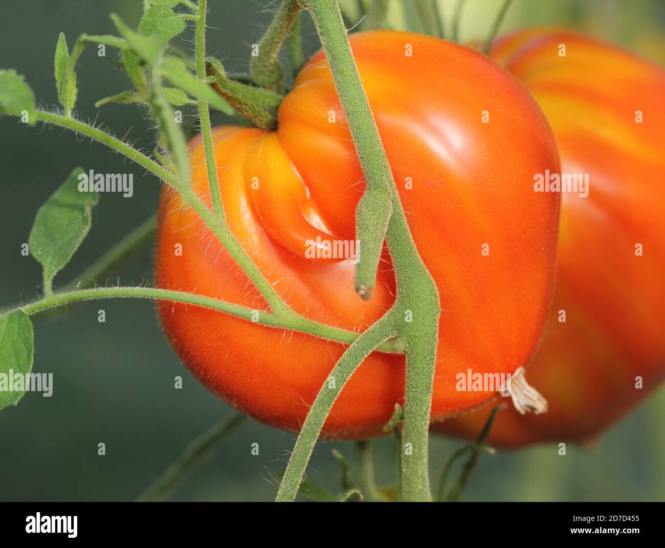 Grandes tomates rouges poussant dans une serre prêt à cueillir . Banque D'Images