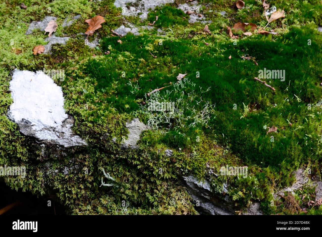 La mousse et le lichen ont couvert un rocher sur un plancher de bois Ty Canol Woods pembrokeshire pays de Galles Cymru Royaume-Uni Banque D'Images