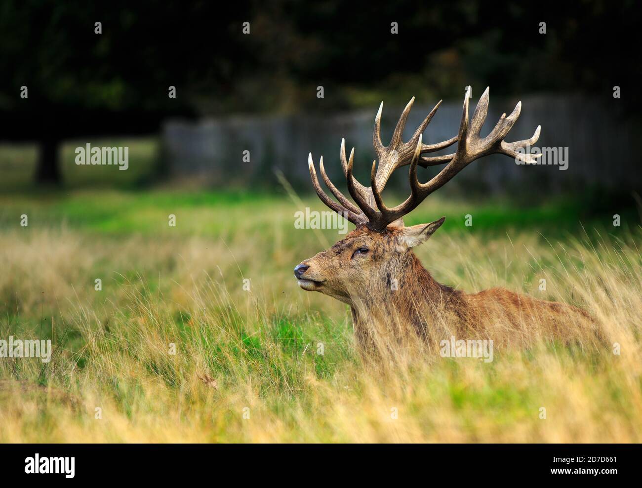 Magnifique cerf rouge avec de magnifiques Antlers reposant dans le long herbe luxuriante sur un arrière-plan sombre Banque D'Images