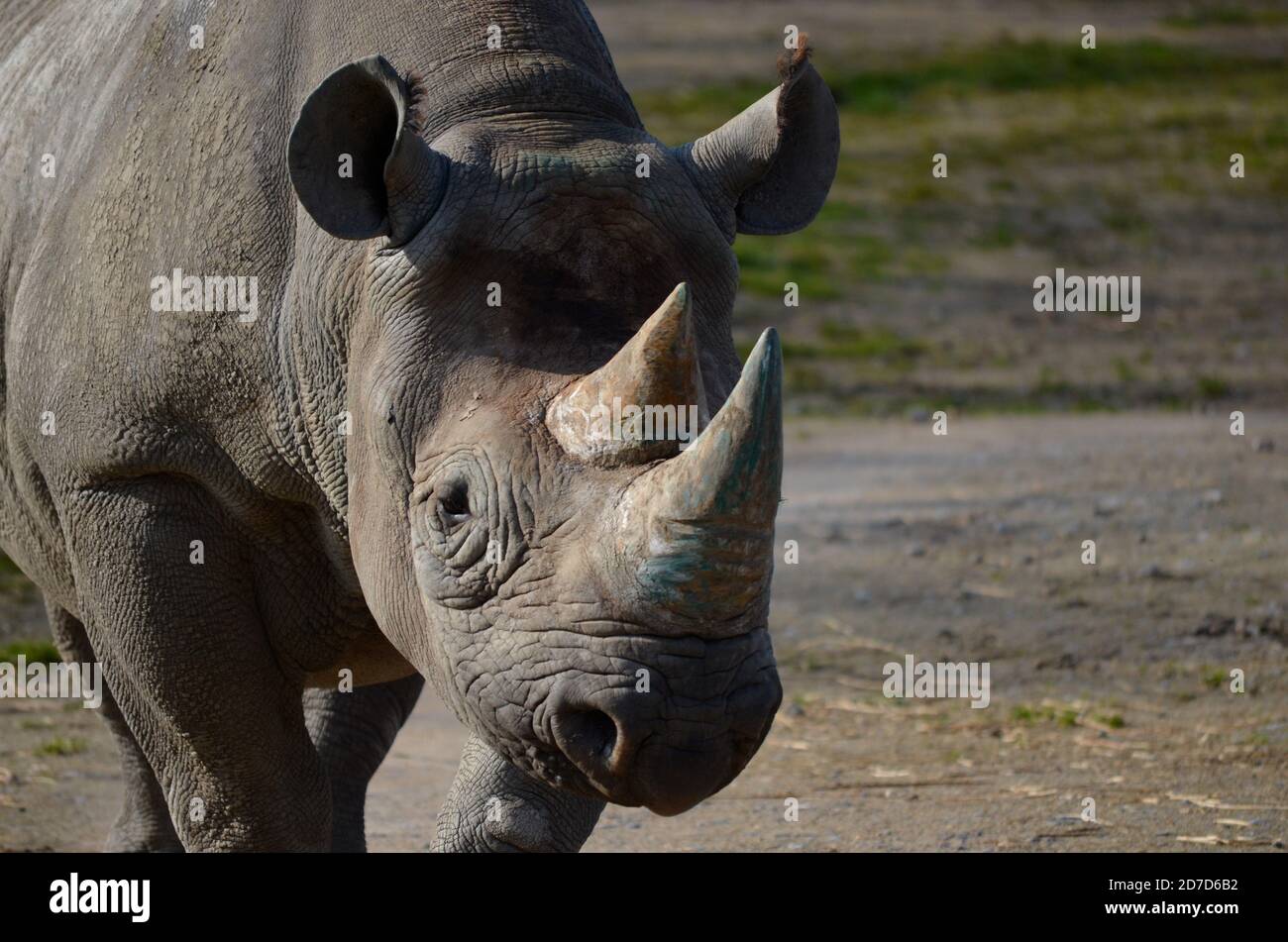 Rhinocéros à Howletts Wild Animal Park ltd Banque D'Images