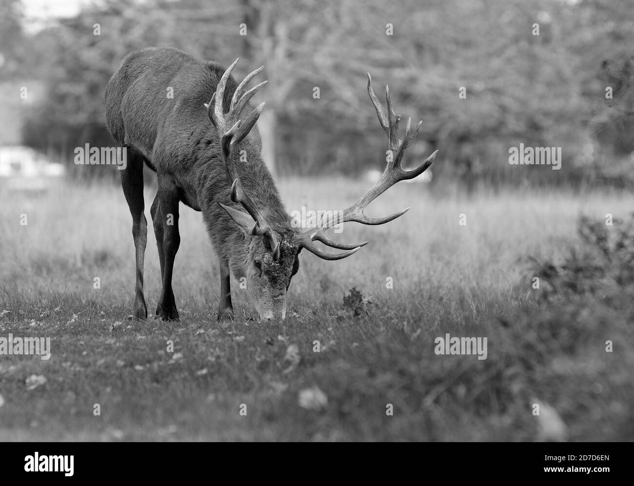 Grand cerf rouge adulte cerf bâbord avec de grandes cornes paissant herbe luxuriante avec un fond de forêt naturel Banque D'Images