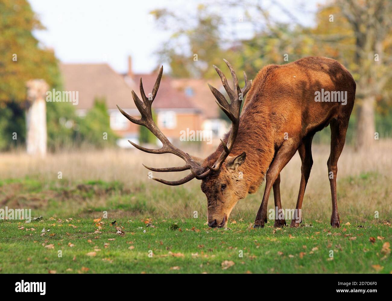 Majextic Stag avec la tête vers le bas se nourrissant sur l'herbe verte luxuriante againsta naturel hors de foyer maison résidentielle en arrière-plan. Les cerfs sont libres de r Banque D'Images