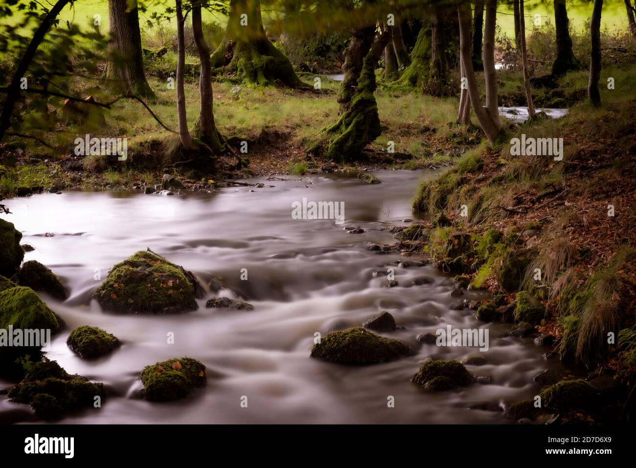 Langholme Beck, près de Lowick, qui s'enroule de façon à descendre des fells et à travers de petites parcelles de bois sur le chemin de rejoindre la rivière Crake. Banque D'Images