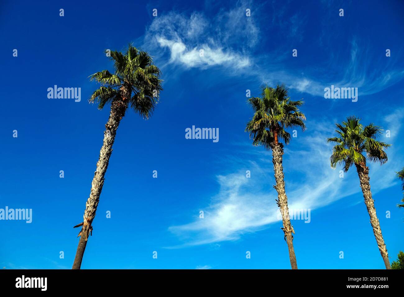 Trois grands palmiers au ciel bleu, la Mata, Torrevieja, Alicante, province d'Alicante, Espagne Banque D'Images
