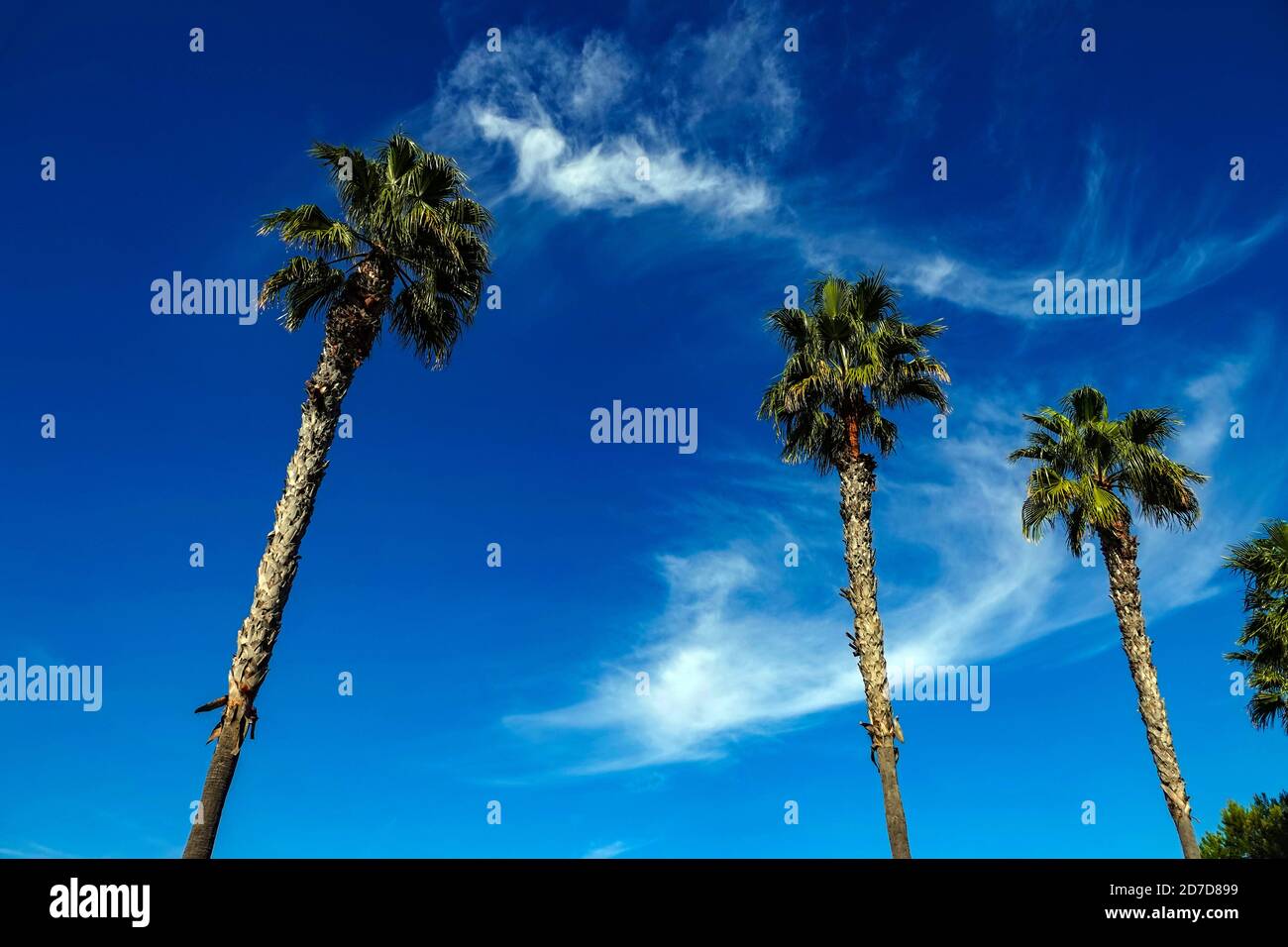 Trois grands palmiers au ciel bleu, la Mata, Torrevieja, Alicante, province d'Alicante, Espagne Banque D'Images