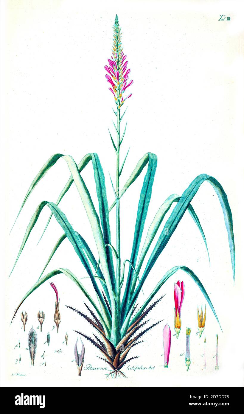 Pitcairnia latifolia ait Pitcairnia angustifolia, la pina cortadora,[2] est une espèce végétale du genre Pitcairnia. Il est originaire de Porto Rico et des Petites Antilles de Hortus Herrenhusanus seu Plantae rariores [plantes rares] quae dans Horto Regio Herrenhusano prope Hannoveram coluntur / Auctore Ioanne Christophoro Wendland. Par Wendland, Johann Christoph. Imprimé à Hanovre, en Allemagne, en 1798 Banque D'Images