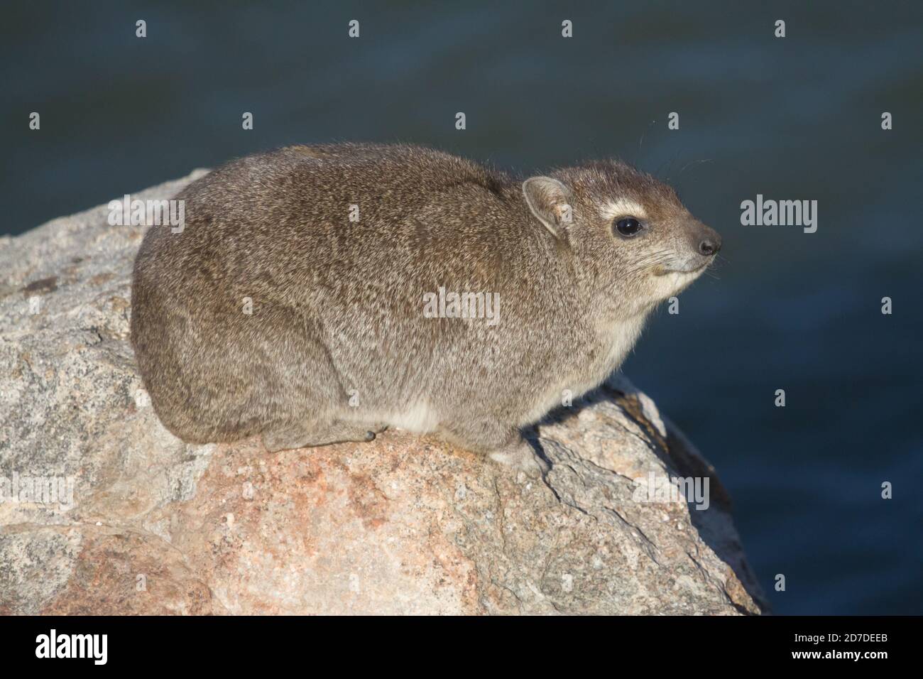 Solitary Smiling Rock Hyrax dassie assis sur un rocher à Hwange, Zimbabwe avec bokeh Banque D'Images