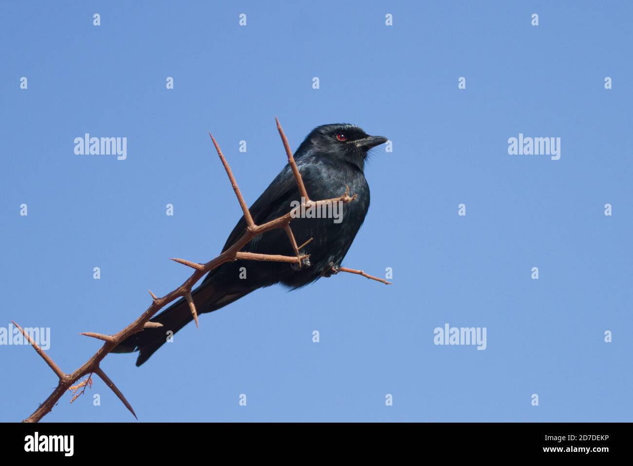 Drongo à queue de fourche (Dicrurus adsimilis) perching dans un arbre d'épine contre un ciel bleu clair En Afrique du Sud Banque D'Images