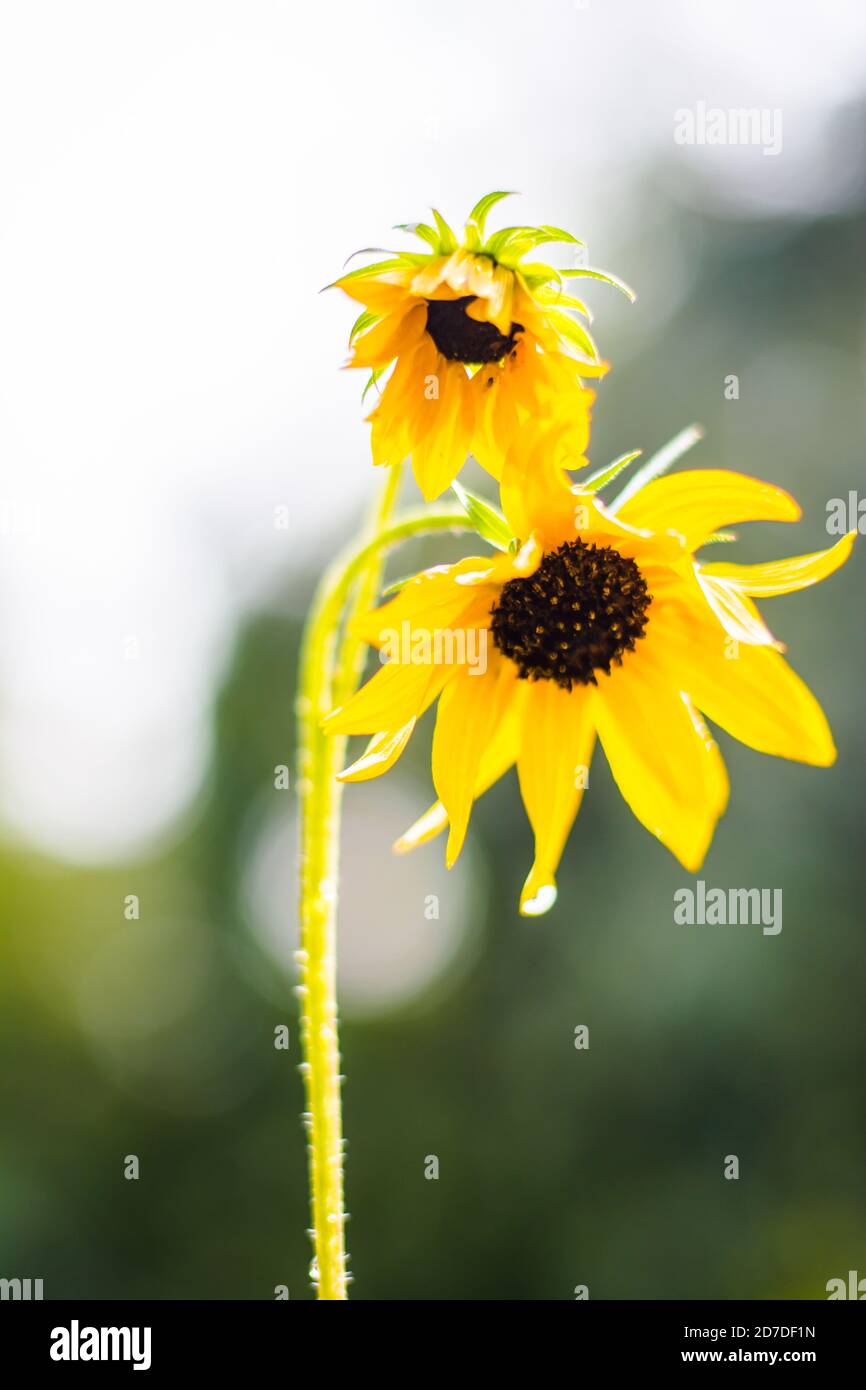 Fleur de tournesol, gros plan. Graines et huile. Banque D'Images