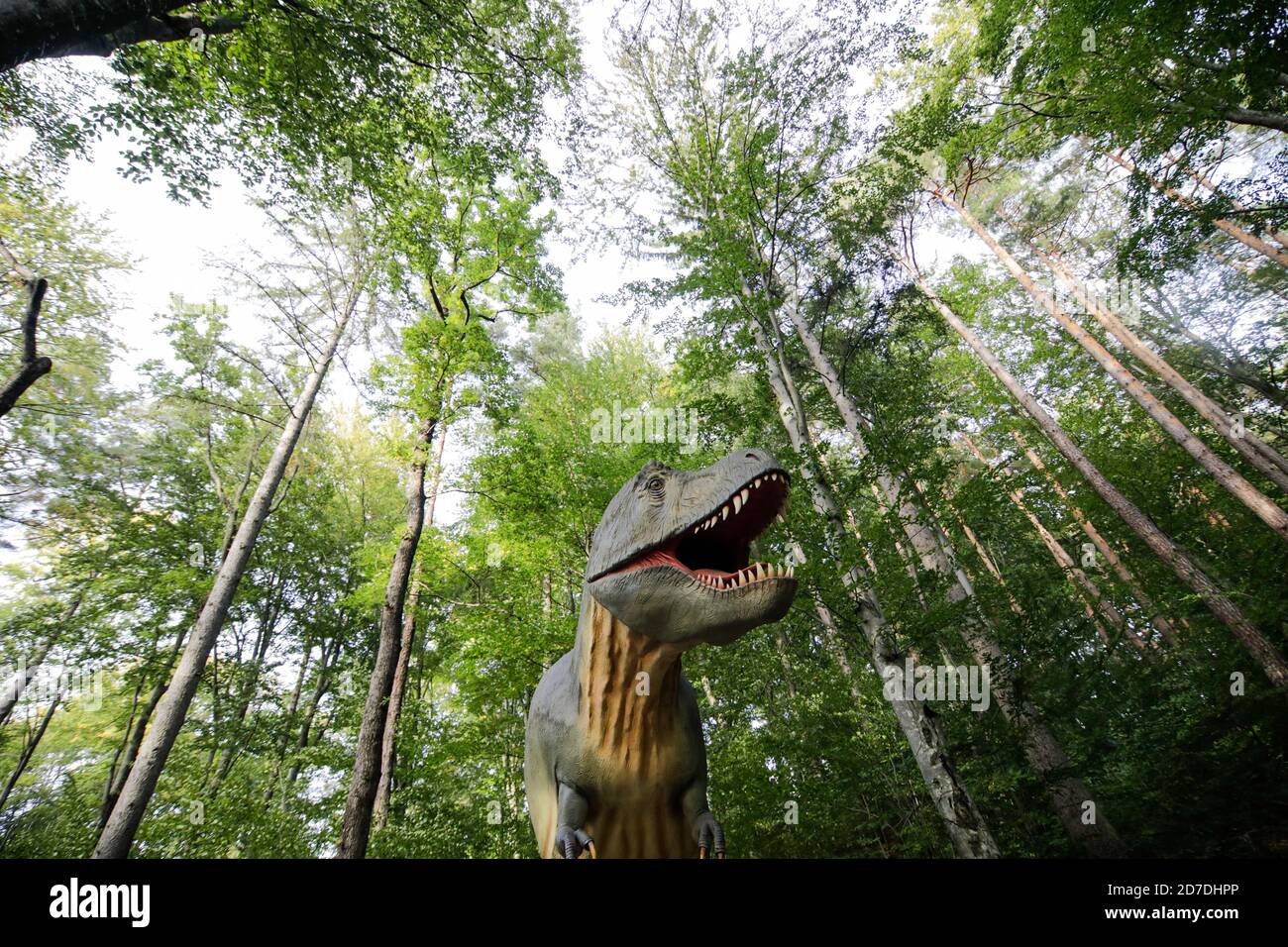 Rasnov, Roumanie - 3 octobre 2020 : modèle de tyrannosaurus rex dans un parc dino en plein air en Roumanie. Banque D'Images