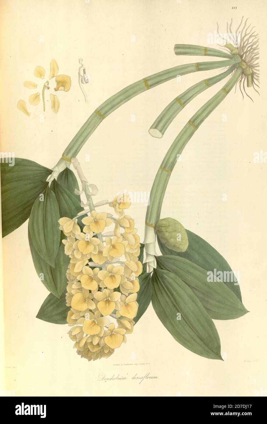 Dendrobium densiflorum, communément appelé mi hua shi hu ou khongumelei est une espèce d'orchidée épiphytique ou lithophytique originaire d'Asie. Il a des tiges en forme de club, trois ou quatre feuilles en similicuir et densément fleuries, des bouquets suspendus de fleurs relativement grandes jaune pâle et jaune doré. De Plantae Asiaticae rariores, or, descriptions et figures d'un certain nombre de plantes indiennes non publiées Volume 1 par N. Wallich. Nathaniel Wolff Wallich FRS FRSE (28 janvier 1786 – 28 avril 1854) était chirurgien et botaniste d'origine danoise qui travaillait en Inde, au départ dans les constituants danois Banque D'Images