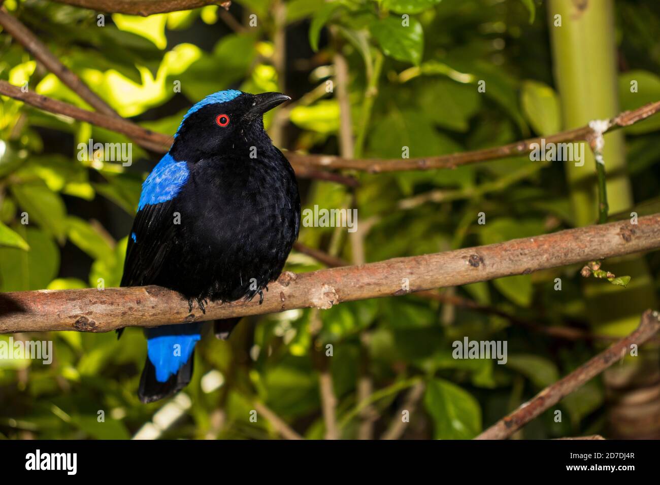 Gros plan sur un oiseau de fée asiatique dans un parc tropical intérieur. Intérieur Banque D'Images