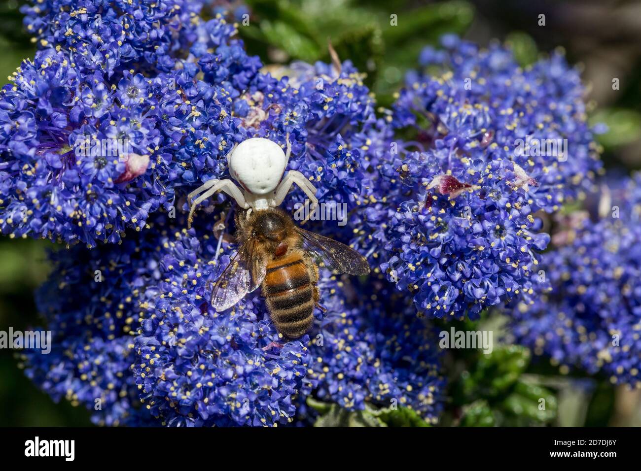 Araignée de crabe; Misumena vatia; avec proie d'abeille; sur la fleur de Ceanothus; Royaume-Uni Banque D'Images