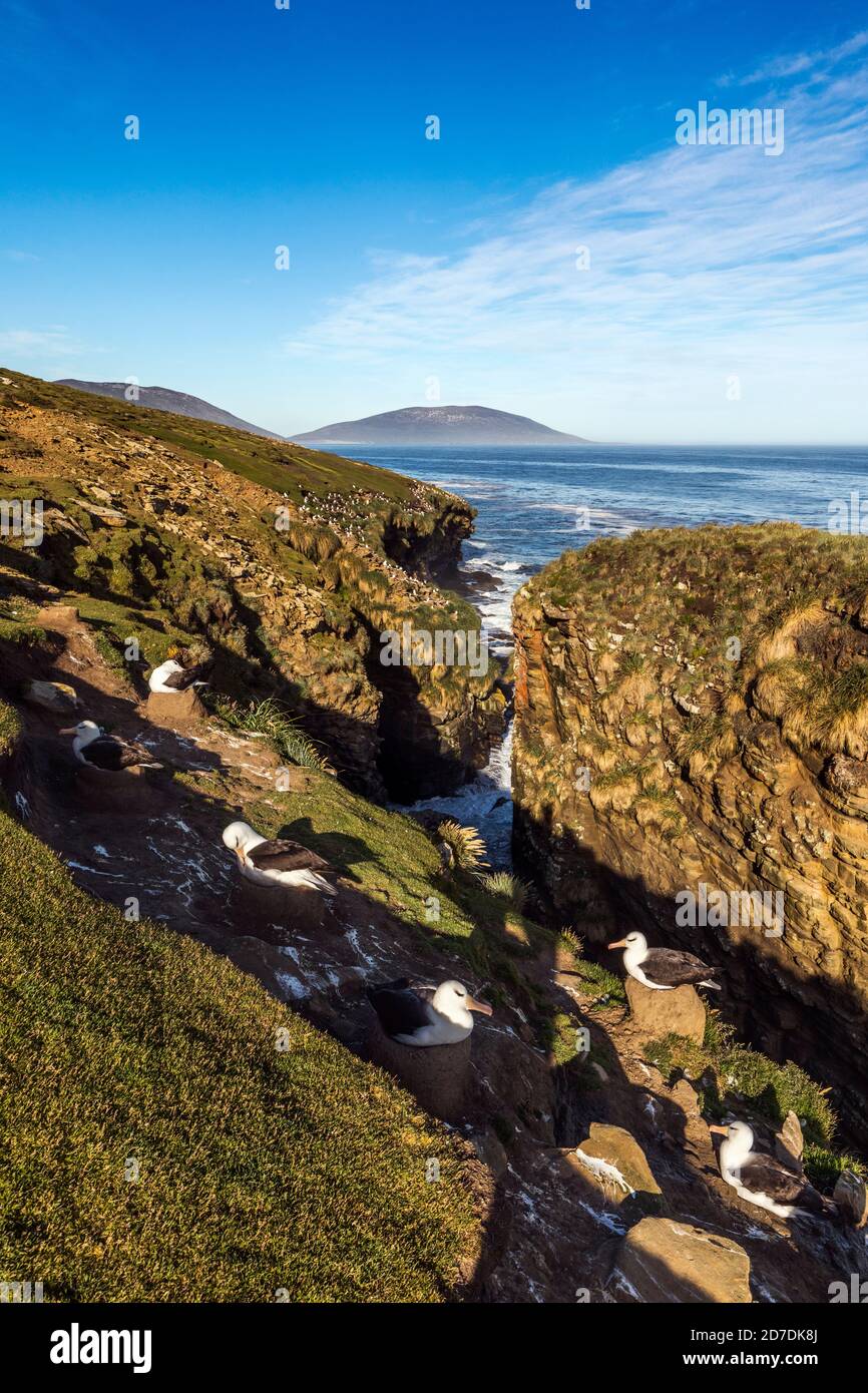 The Rookery; Saunders Island; Albatros brun noir; Falklands Banque D'Images