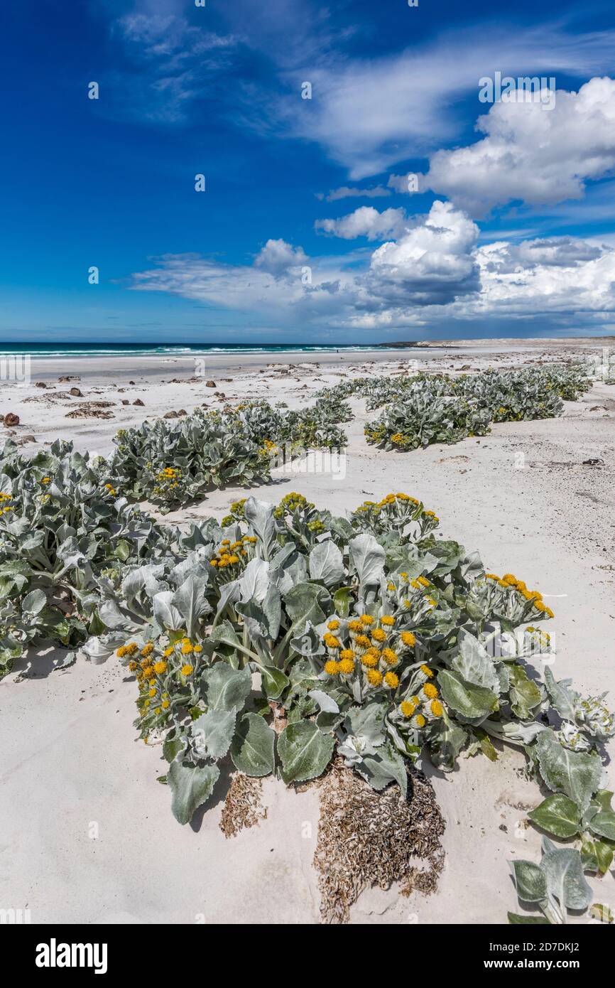 Plage de Volunteer point ; Falklands Banque D'Images