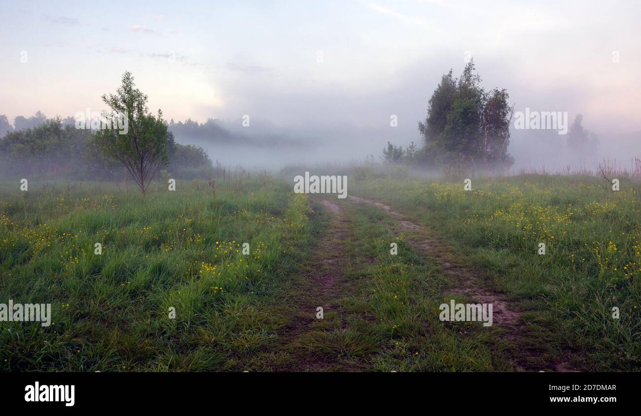 Pelouse de la forêt pendant la brumeuse matinée d'été Banque D'Images