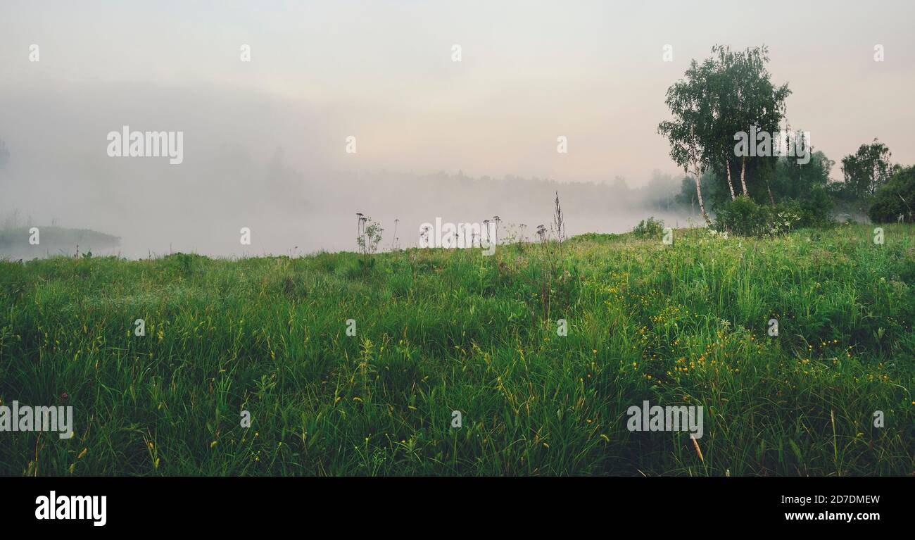 Pelouse de la forêt pendant la brumeuse matinée d'été Banque D'Images