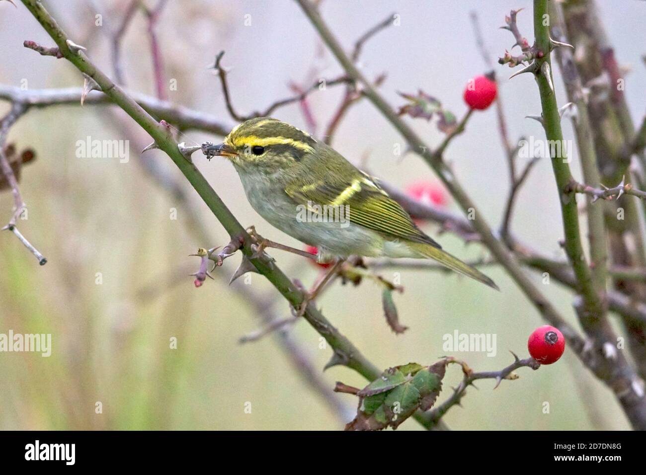 Pallas Phylloscopus proregulus (de) Banque D'Images