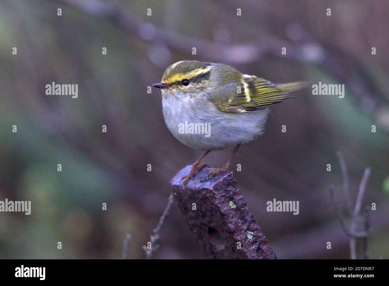 Pallas Phylloscopus proregulus (de) Banque D'Images