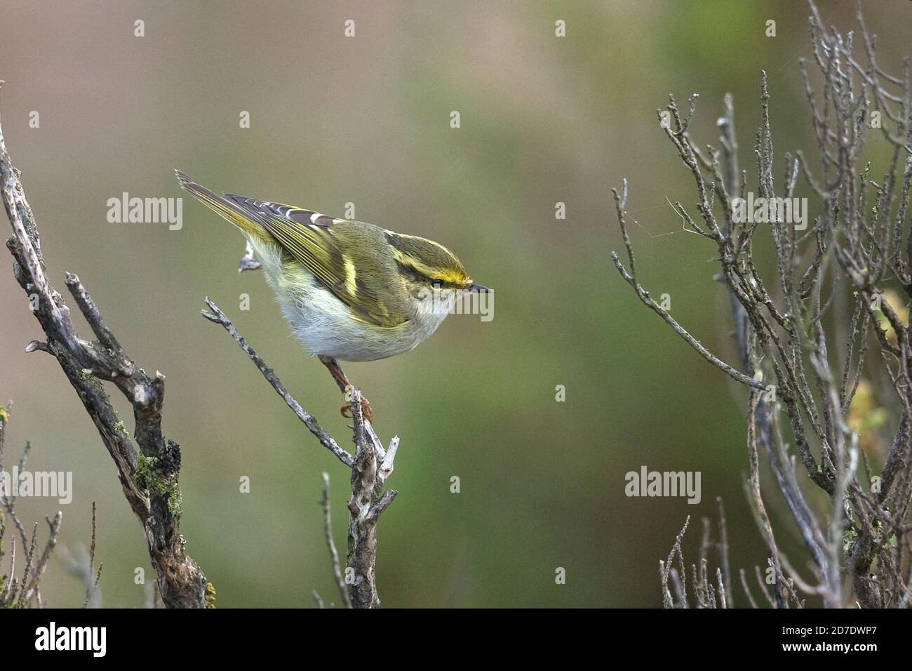 Pallas Phylloscopus proregulus (de) Banque D'Images