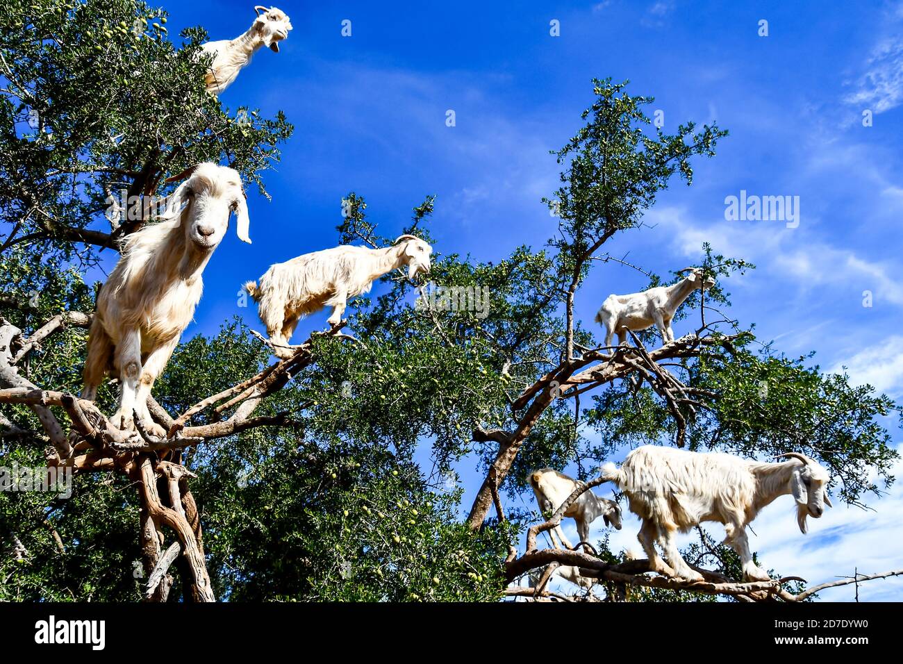 Arganiers et les chèvres sur le chemin entre Marrakech et Essaouira au Maroc Banque D'Images
