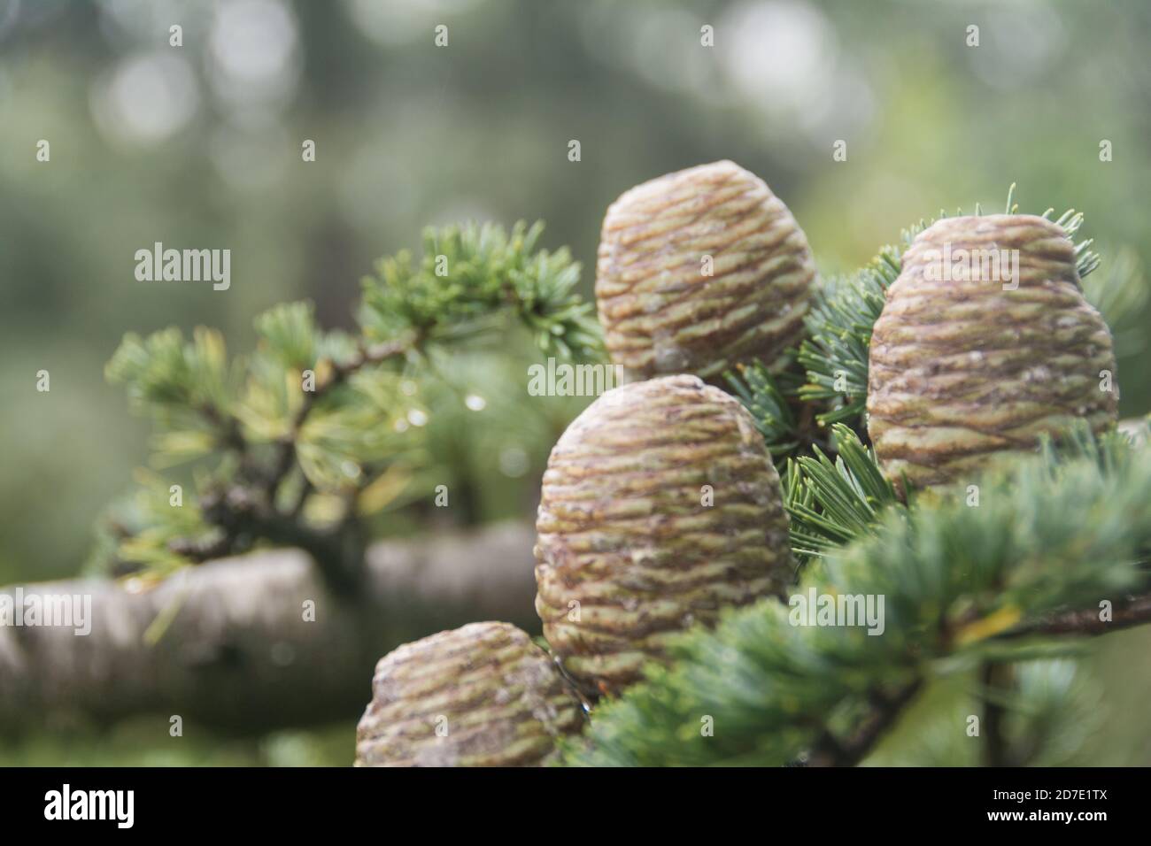 Gros plan de cônes de pin et d'aiguilles sur un cèdre de l'Atlas (Cedrus atlantica) à Kew Gardens, Londres, Royaume-Uni Banque D'Images