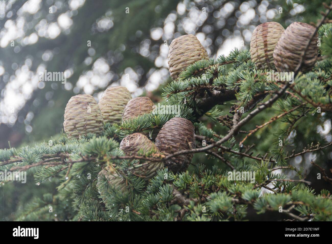 Gros plan de cônes de pin et d'aiguilles sur un cèdre de l'Atlas (Cedrus atlantica) à Kew Gardens, Londres, Royaume-Uni Banque D'Images