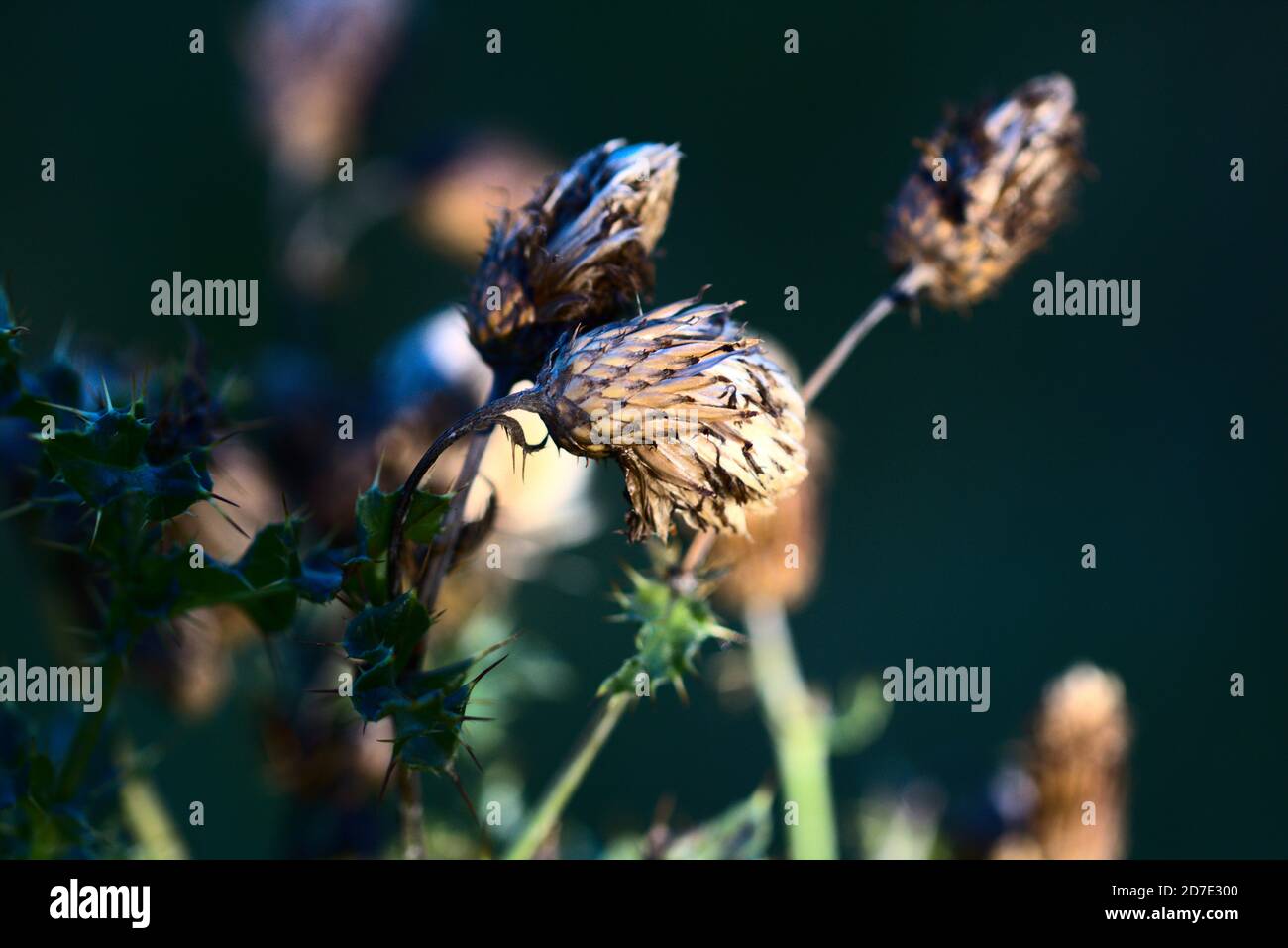 Fleur d'herbe sauvage, Écosse Banque D'Images