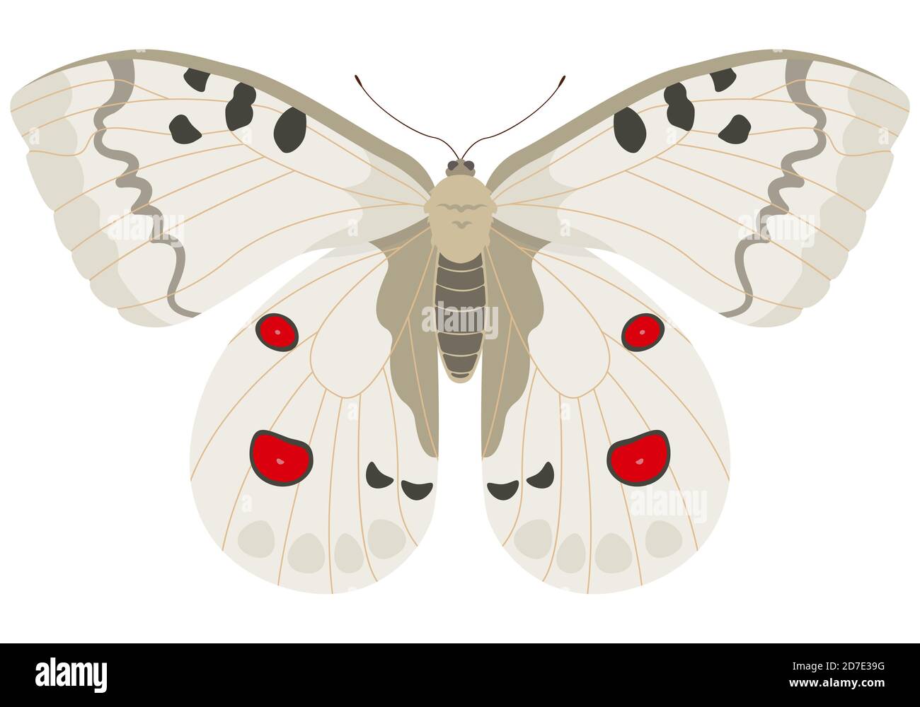 Parnassius papillon apollo. Magnifique insecte dans le style de dessin animé. Illustration de Vecteur