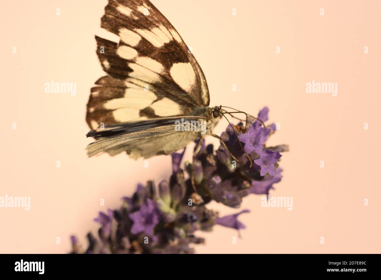 Macro photographie du papillon de l'espèce blanche marbrée (Melanargia galathea) reposant sur des fleurs de la saison chaude. Banque D'Images