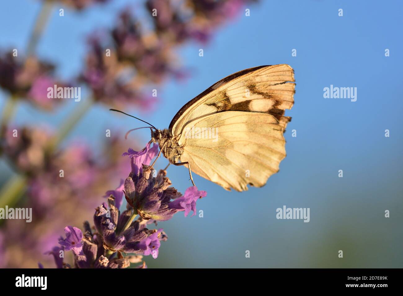 Macro photographie du papillon de l'espèce blanche marbrée (Melanargia galathea) reposant sur des fleurs de la saison chaude. Banque D'Images