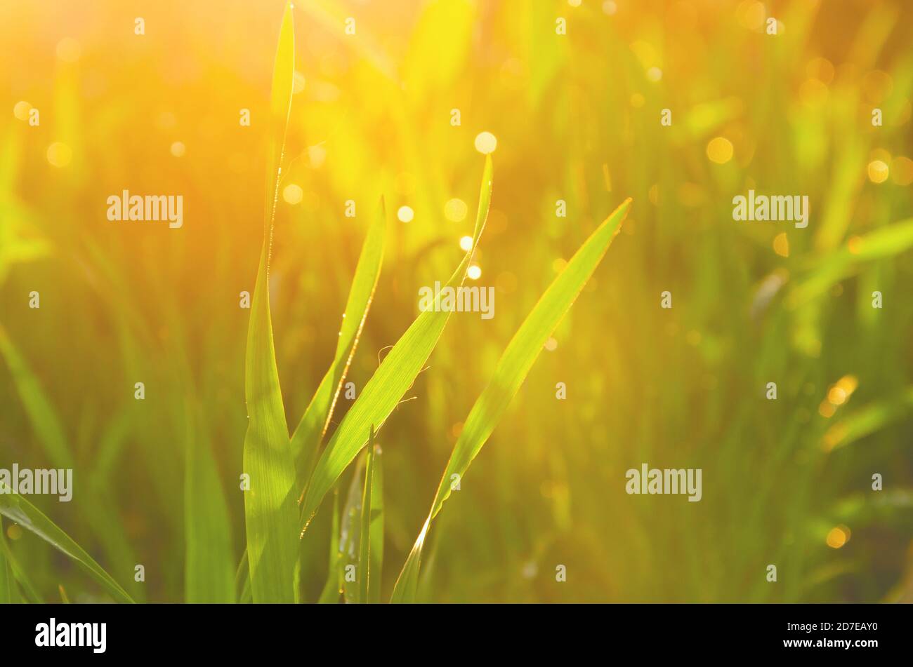 Herbe verte fraîche et humide sur la prairie pendant la matinée ensoleillée. Banque D'Images