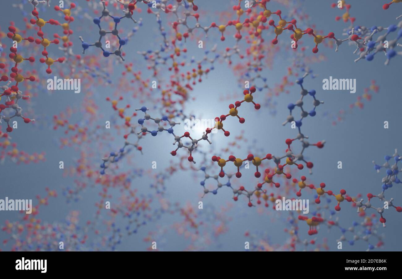 L'ATP (une molécule avec des liaisons à haute énergie) fournit de l'énergie pour entraîner de nombreux processus dans les cellules vivantes, par exemple la contraction musculaire, l'impulsion nerveuse, la synthèse Banque D'Images