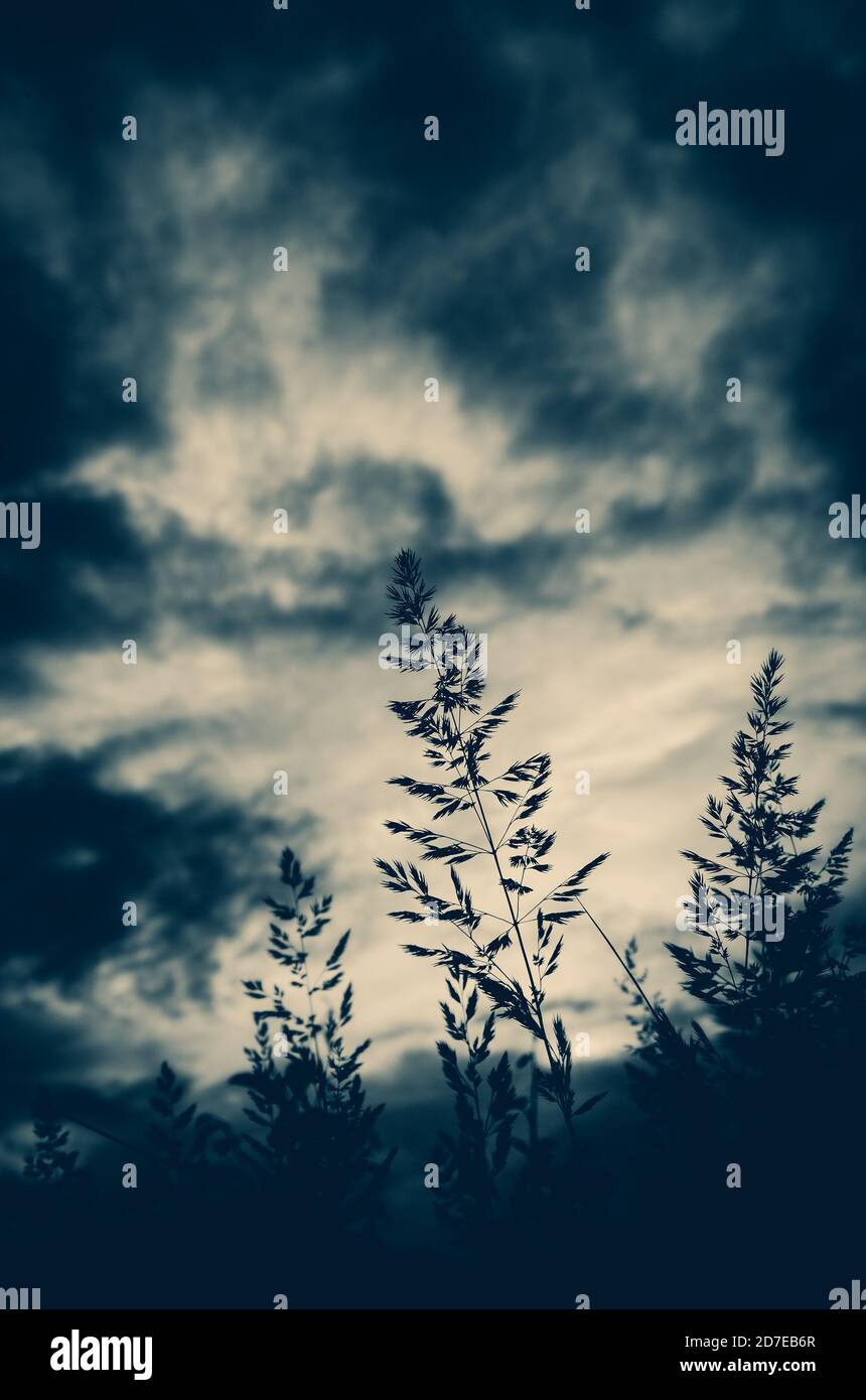 Silhouettes d'herbe sur fond de nuages sombres de tempête dans un ciel sinistre Banque D'Images