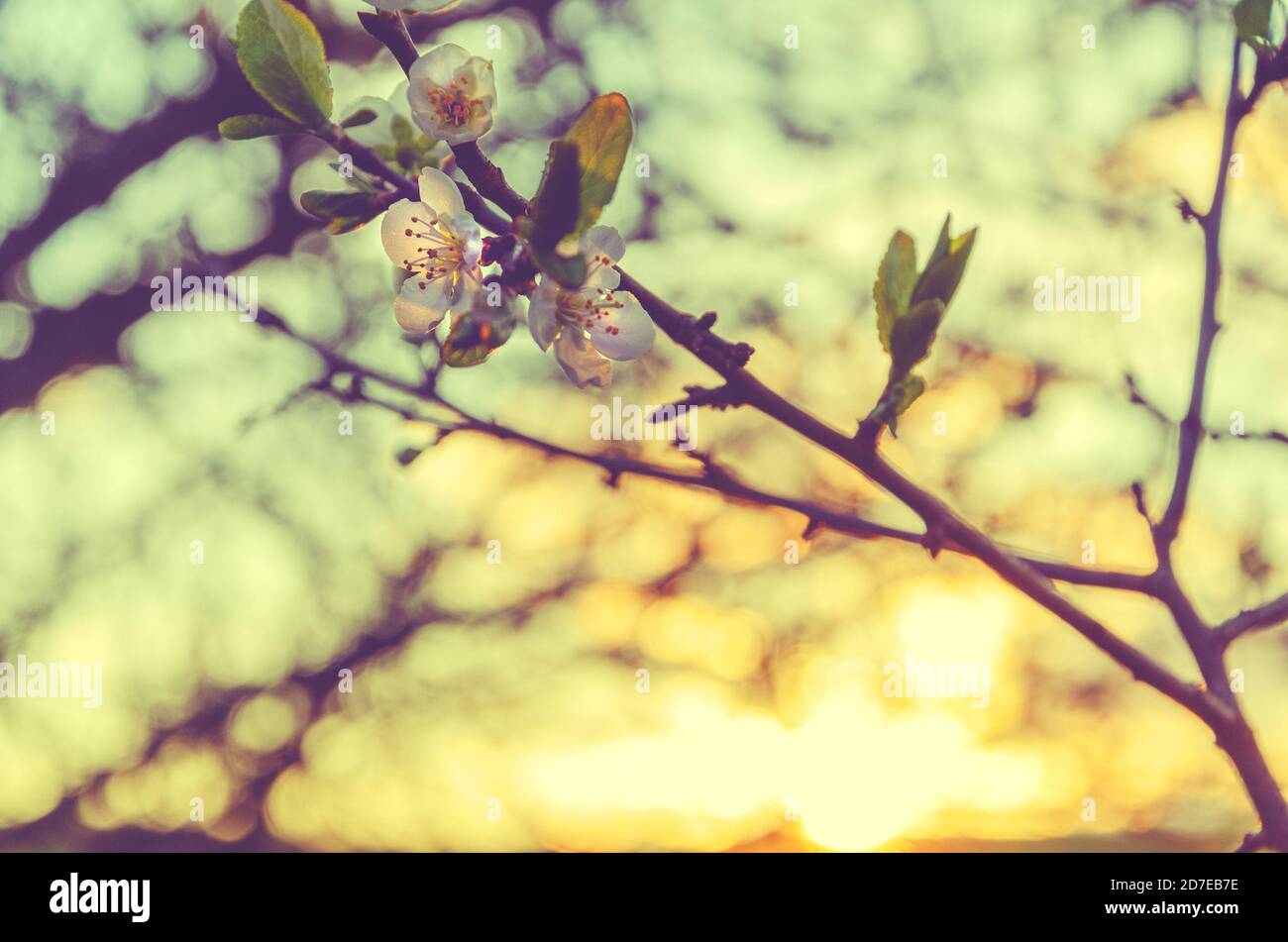 Gros plan sur une branche de fleurs blanches de cerisiers en fleurs sur un fond de ciel de coucher de soleil coloré. Banque D'Images