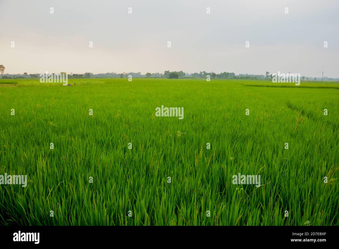 Gros plan de longues plants de riz vert, de paddy dans un champ indien du Bengale occidental, concentration sélective Banque D'Images