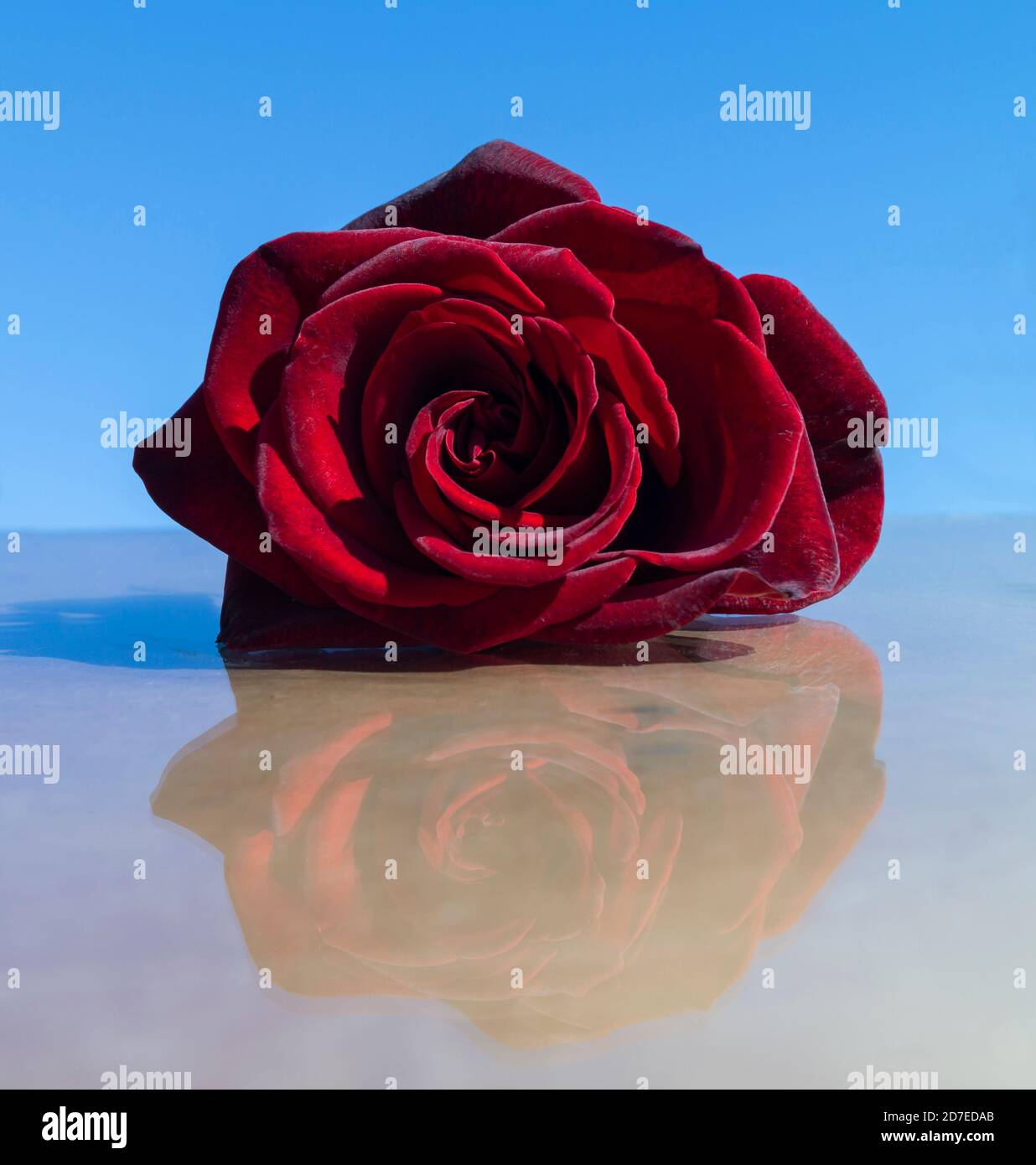 La rose rouge avec réflexion sur fond bleu ciel. Beauté dans la nature, belle fleur à la journée solaire Banque D'Images