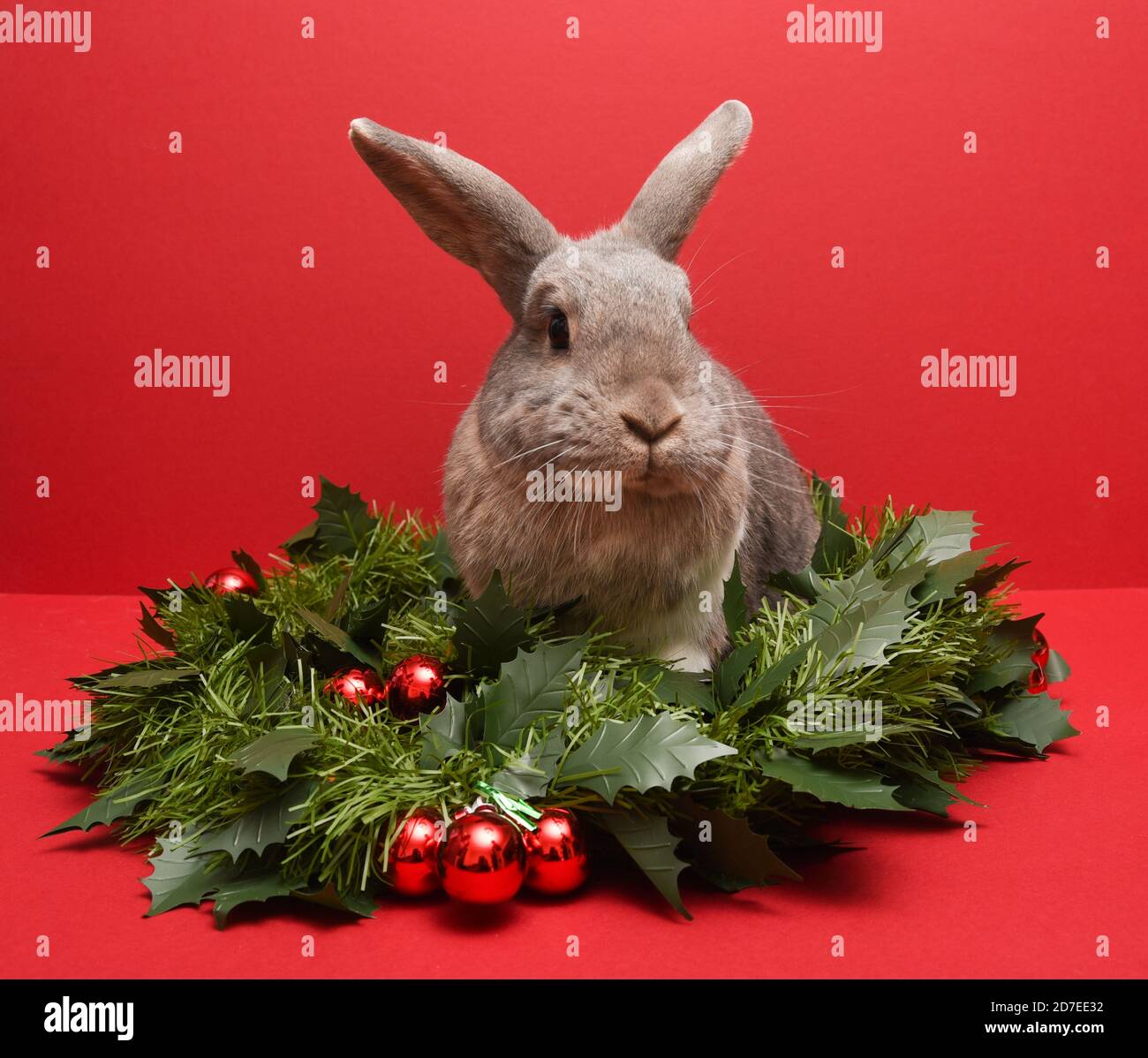 Lapin gris assis dans une guirlande verte sur un rouge arrière-plan Banque D'Images